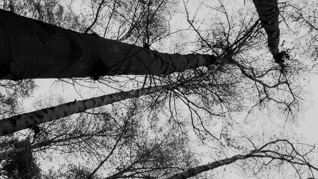Illustration for article titled 27 Photos Of Barenaked Trees